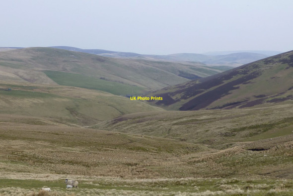Photo 6"x4" Ewe and lambs on the moors opposite Chew Green Upper Hindhope c2016