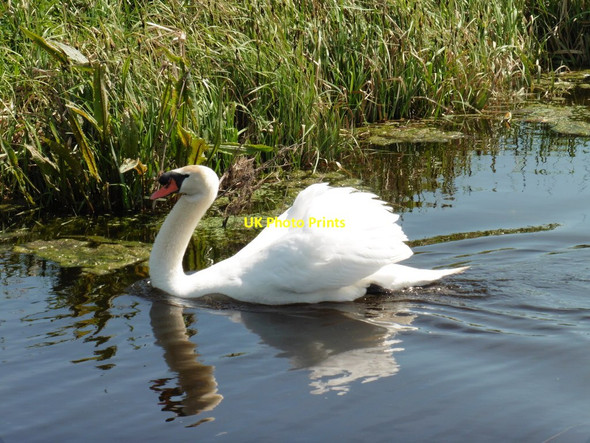 Photo 6"x4" Mute Swan at Middle Drove Huntham c2016