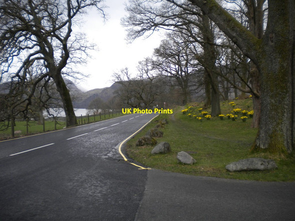 Photo 6"x4" Daffodils by the A592, north shore of Ullswater Dockray\/NY3921 c2016