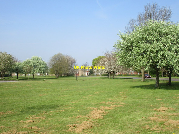 Photo 6"x4" Blossom on the Bransholme Estate Sutton-on-Hull c2016