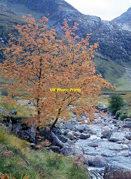 Photo 6"x4" Russet rowan at Steall ruins Steall c1974