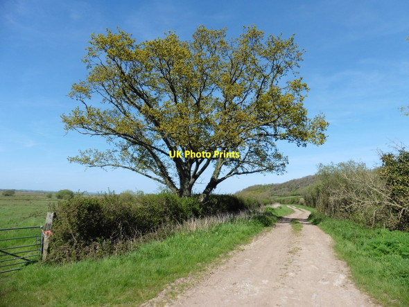 Photo 6"x4" South Drove Heale\/ST3825 c2016