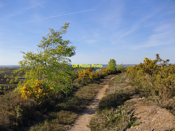 Photo 6"x4" Heathland path on the plateau, Thursley Common Thursley c2016