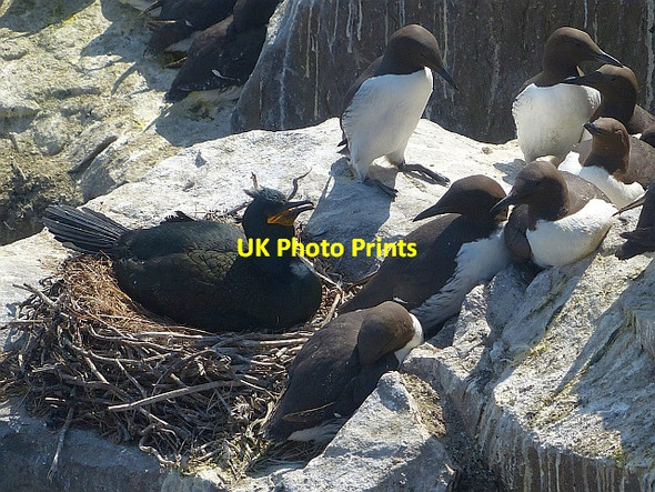 Photo 6"x4" Shag on nest and guillemots, Inner Farne Seahouses c2016