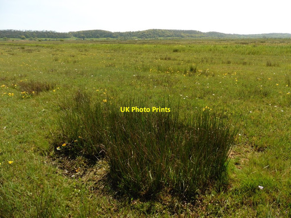 Photo 6"x4" Marsh grasses on West Sedge Moor Woodhill\/ST3527 c2016