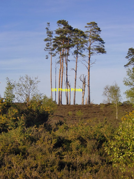 Photo 6"x4" Thursley Common: heathland with pines (4) Thursley c2016