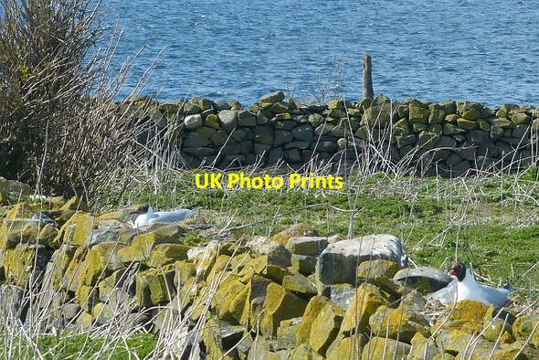 Photo 6"x4" Black-headed gulls on nests, Inner Farne Seahouses c2016