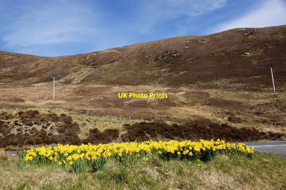 Photo 6"x4" Roadside daffodils at Mulla, Voe Hamars\/HU4064 c2016
