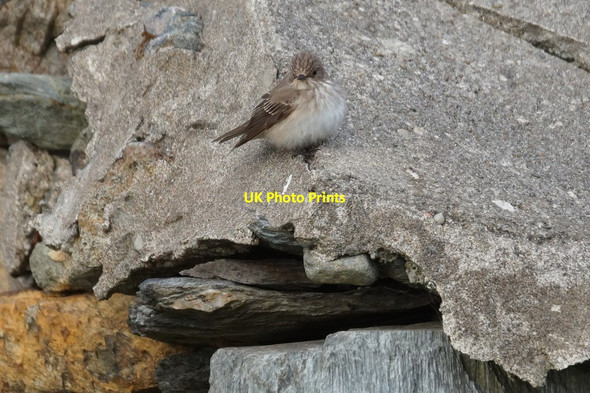Photo 6"x4" Spotted Flycatcher (Muscicapa striata), Haroldswick Northdale\/HP6413 c2016