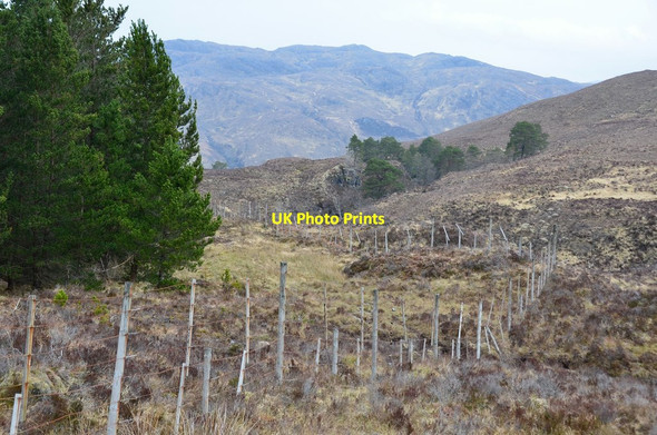 Photo 6"x4" Forest fence near the Allt a' Ghiubhais Strathan\/NG9338 c2016