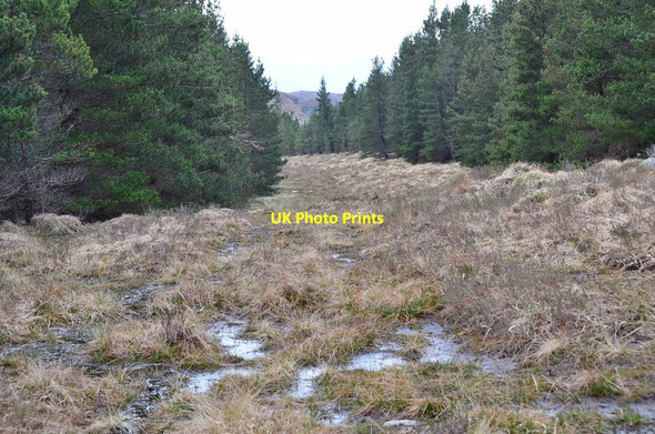 Photo 6"x4" Forest ride, Attadale Strathan\/NG9338 c2016