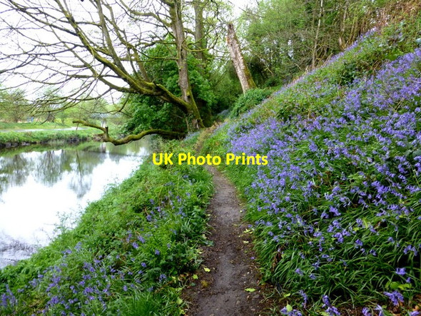 Photo 6"x4" Bluebells along the Camowen River Omagh c2016