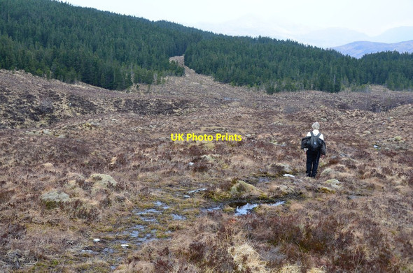 Photo 6"x4" Hillside and plantation, Attadale Strathan\/NG9338 c2016
