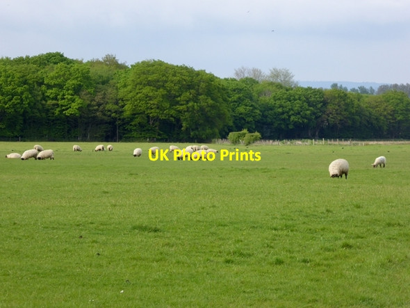 Photo 6"x4" Field with sheep off Shadoxhurst Road Shirkoak c2016