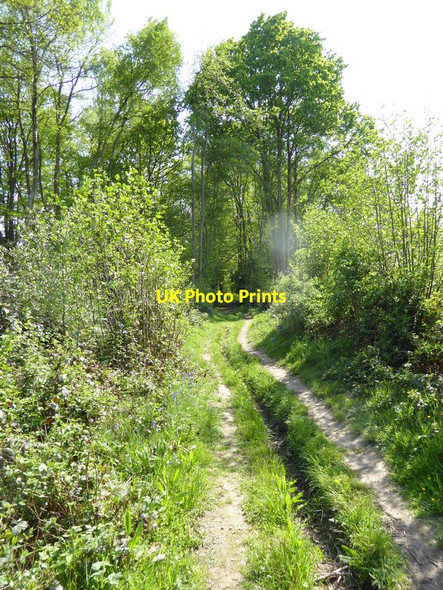 Photo 6"x4" Footpath goes south towards Little Rowfant Farm Down Park c2016