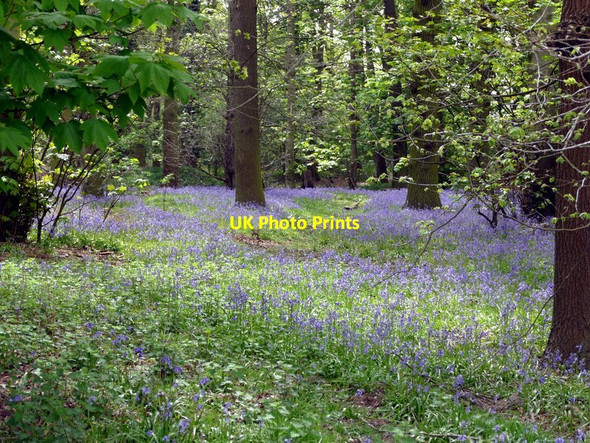 Photo 6"x4" Bluebells in the trees at Yorkshire Wildlife Park Branton\/SE6401 c2016