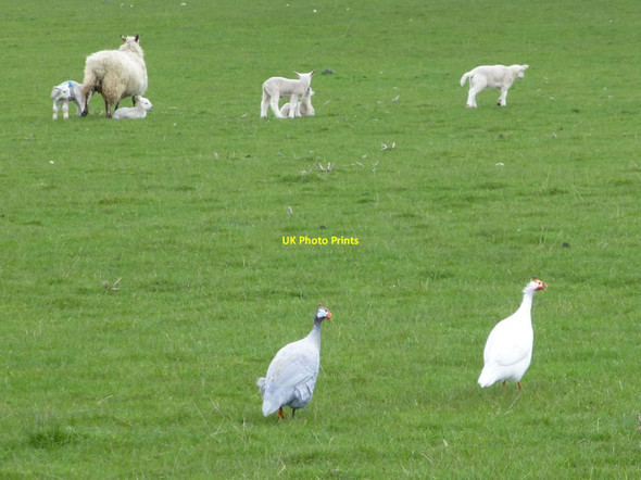Photo 6"x4" Ewe, lambs and guinea fowl Holystone c2016