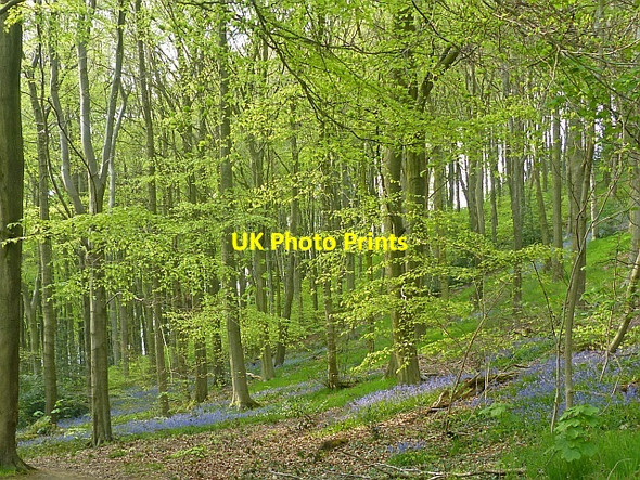 Photo 6"x4" Bluebells, Linacre Reservoirs Old Brampton c2016