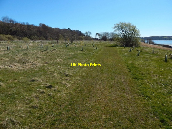 Photo 6"x4" Havoc Grassland Dumbarton c2016 P1
