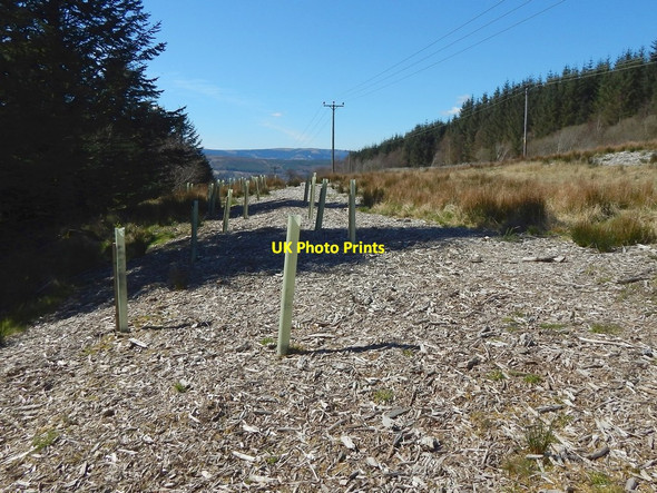 Photo 6"x4" Plantation beside Highlandman's Road Helensburgh c2016