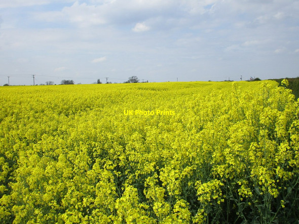 Photo 6"x4" Field of oilseed rape near Springthorpe Corringham\/SK8791 c2016