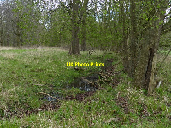 Photo 6"x4" Warmington Spinney Plantation Papley c2016