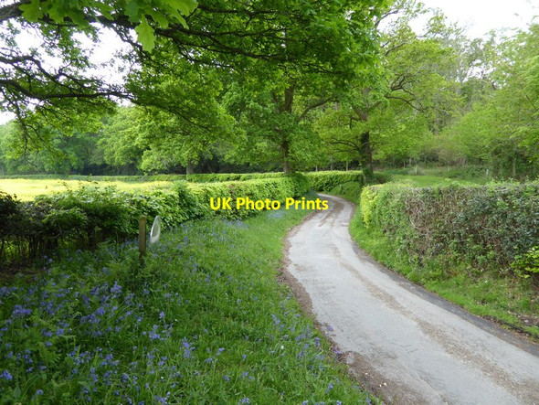 Photo 6"x4" Footpath with Tulley's Rough ahead Ashfold Crossways c2016