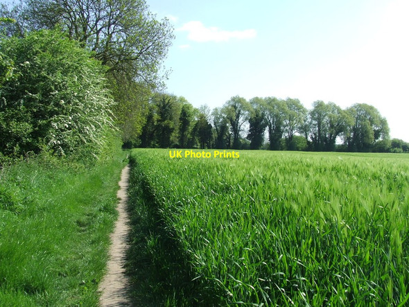 Photo 6"x4" Footpath And Field Boundary Fulbourn c2016