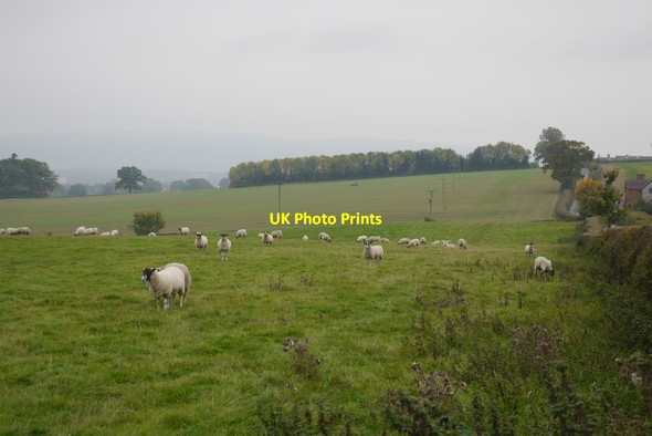 Photo 6"x4" Sheep, Norton Bache\/SO4681 c2015