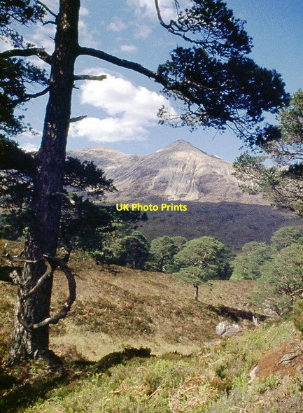 Photo 6"x4" Scattered pines and Beinn Eighe, Glen Torridon Coulin Lodge c1975