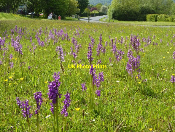 Photo 6"x4" Green-winged orchids in Welland Marl Bank c2016 P1