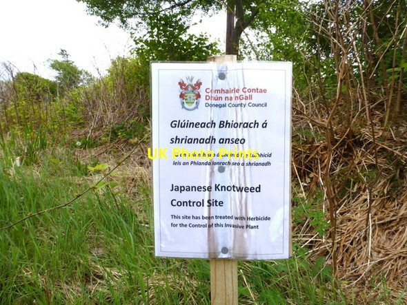Photo 6"x4" Notice, Japanese Knotweed Killybegs c2016