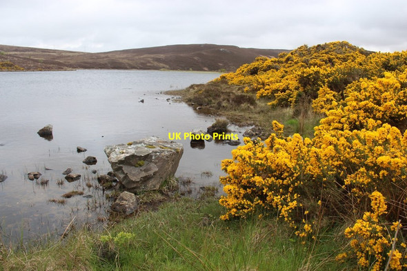 Photo 6"x4" Whin luxuriant at Lochan Dubh Blandy c2015