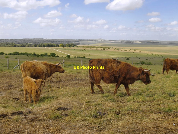 Photo 6"x4" Cattle at Sidbury North Tidworth c2015