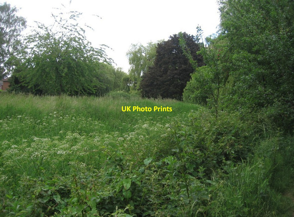 Photo 6"x4" Lush summer growth - Cove Brook Farnborough\/SU8754 c2015