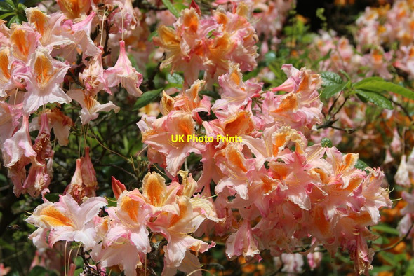 Photo 6"x4" Great Comp Gardens Comp c2015 P2