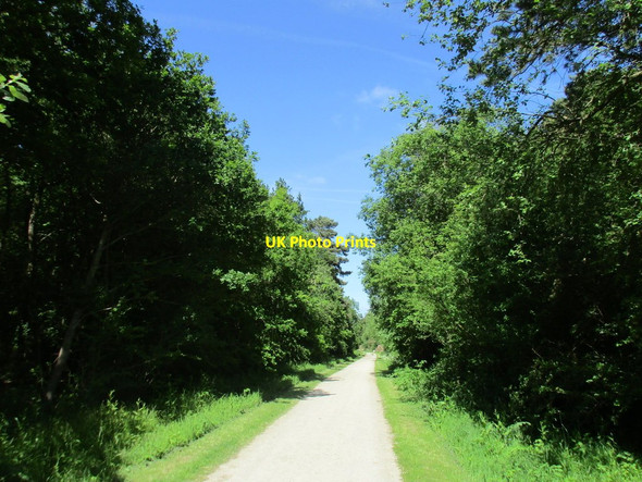 Photo 6"x4" The main track through Chamber's Farm Wood Gautby c2015