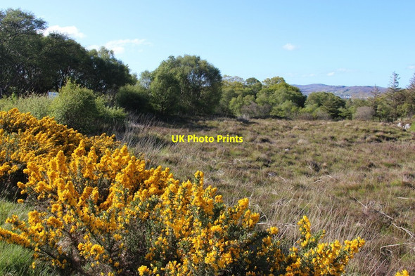 Photo 6"x4" Scrubland near Leacnasaide Shieldaig c2015