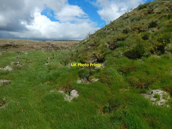 Photo 6"x4" The slopes of Roundwood Hill Bellsmyre c2015