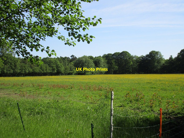 Photo 6"x4" Meadow and Ivy Wood Young Wood c2015