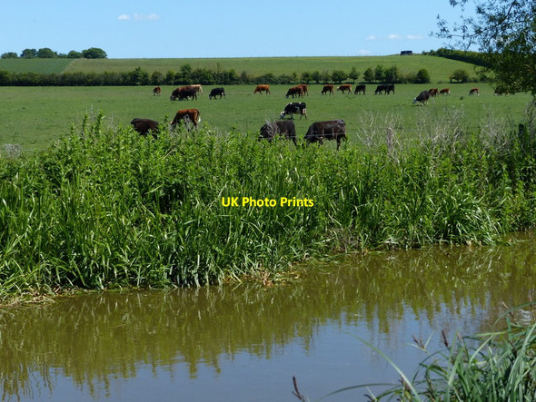 Photo 6"x4" Herd of cows next to the Oxford Canal Northbrook\/SP4922 c2015