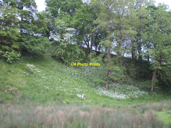 Photo 6"x4" Ramsons near Low Gill Laithe Airton c2015