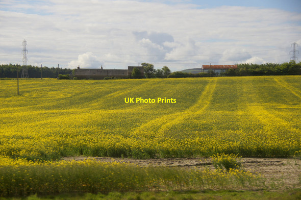 Photo 6"x4" Oilseed rape at Drums of Ardgathie, Carse of Gowrie Glendoick c2015