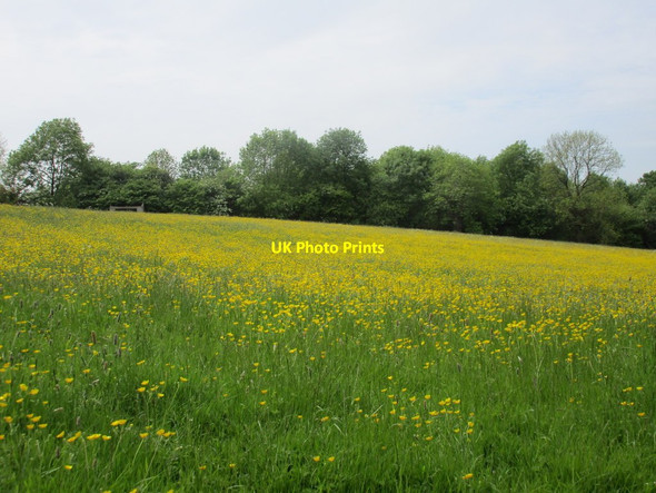 Photo 6"x4" Buttercup meadow at Calton Airton c2015