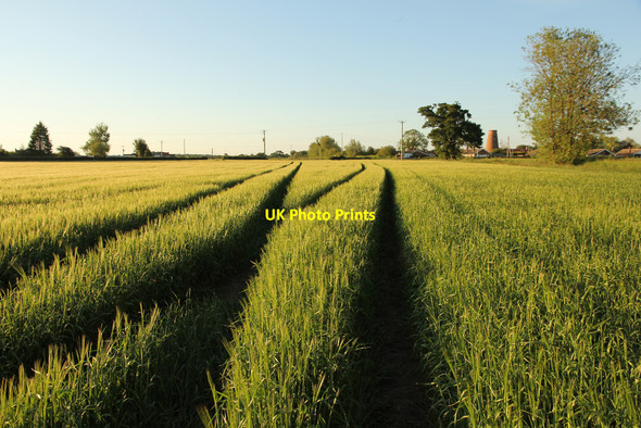 Photo 6"x4" Barley field Harby\/SK8770 c2015