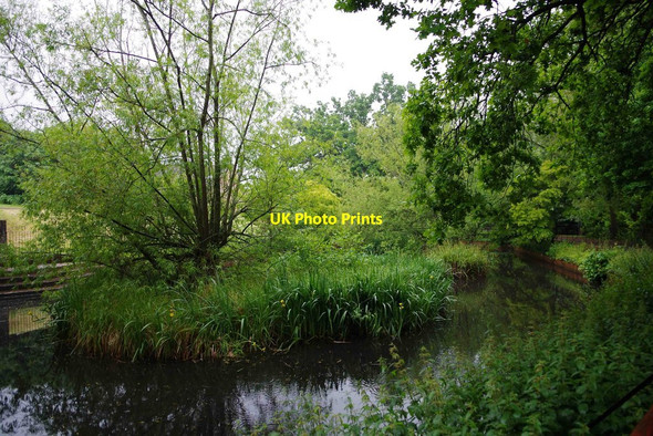 Photo 6"x4" Pond (2), Charlton Kings, Cheltenham, Glos Cheltenham c2015