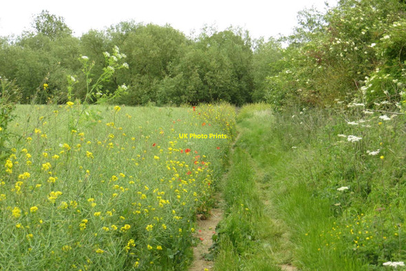 Photo 6"x4" The Thames Path to Clifton Hampden Appleford c2015