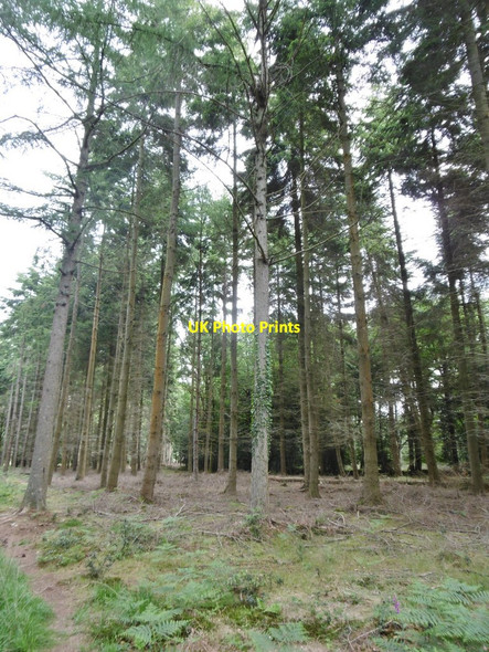 Photo 6"x4" Norley Inclosure, conifers Norleywood c2015
