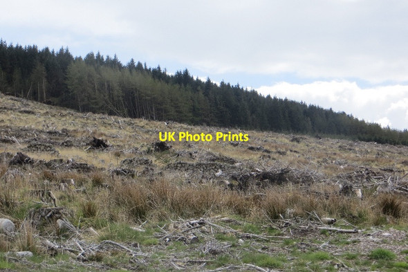 Photo 6"x4" Ruined dyke Ryes Hill c2015