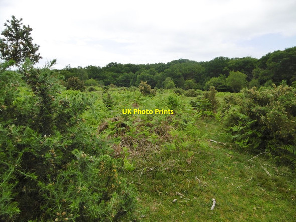 Photo 6"x4" Lower Crockford Bottom, heathland East End\/SZ3697 c2015